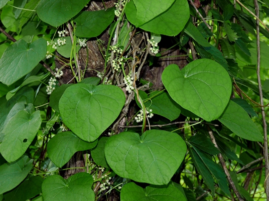 {Menispermum canadense}